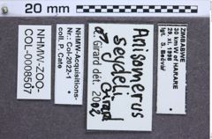 Etikette zu Anisomerus seydeli (NHMW-ZOO-COL-0008507)